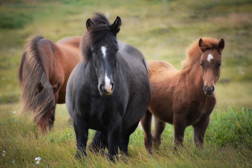 Check-up fürs Pferd