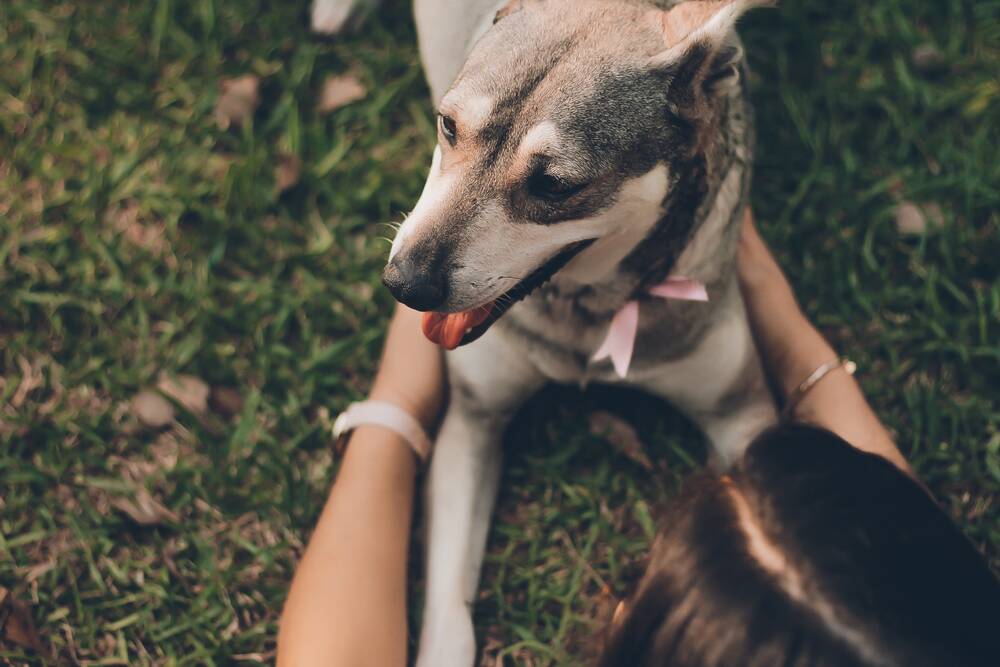 Wohlfühlmassage Hund