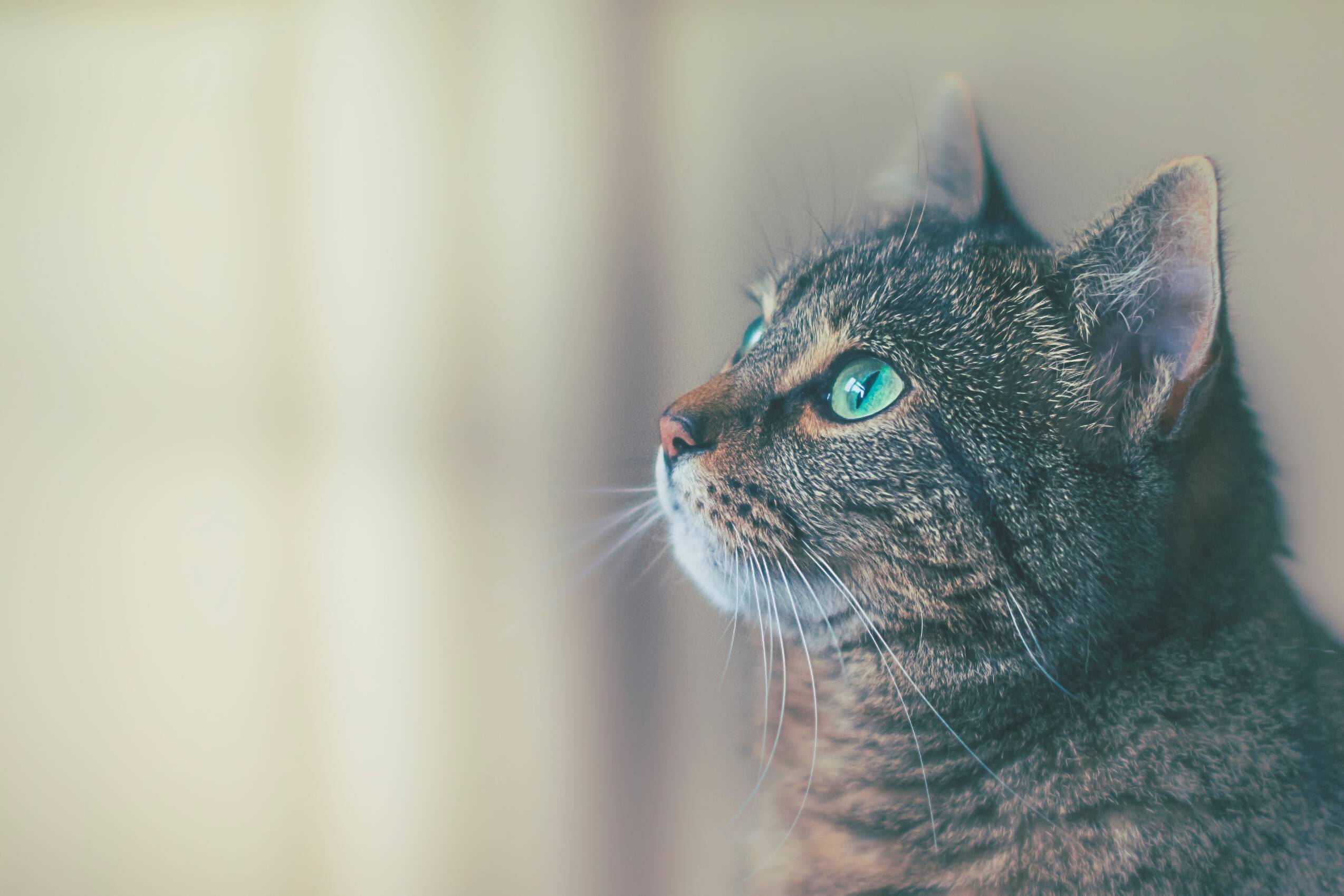 shallow focus photography of brown cat